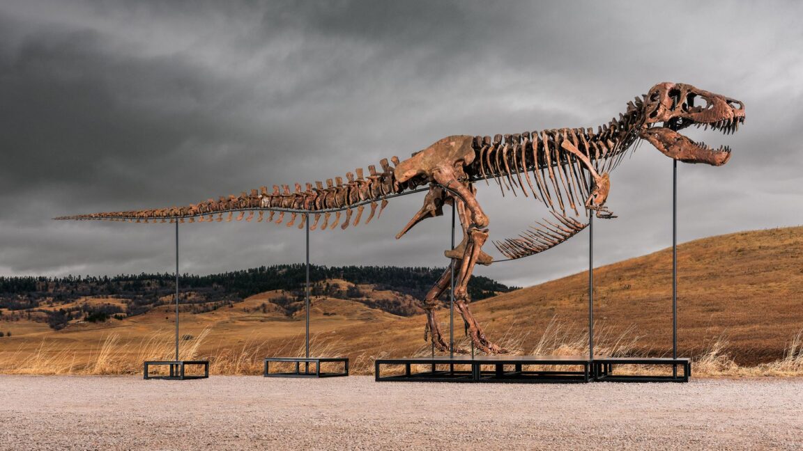 T. rex Skeleton Auction Sparks Debate Between Private Collectors and Paleontologists