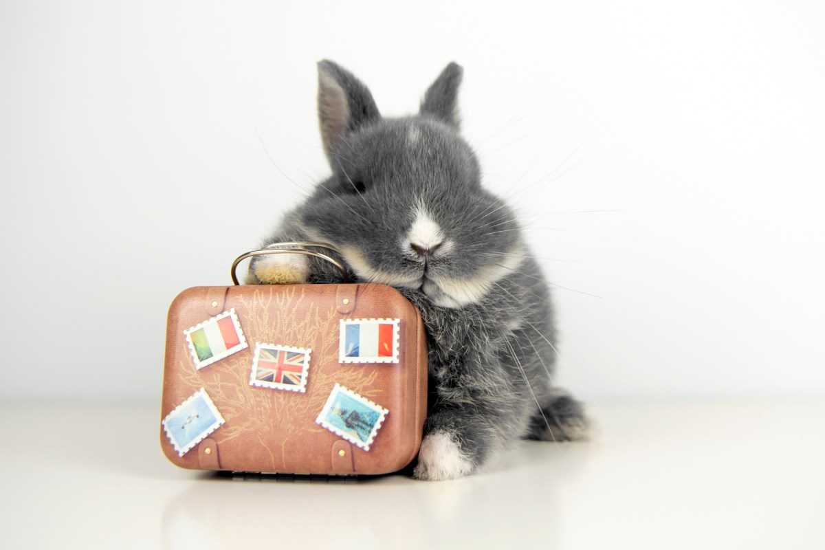 Hopper's $35M Settlement Could Change Travel Booking Forever — and Here's Why