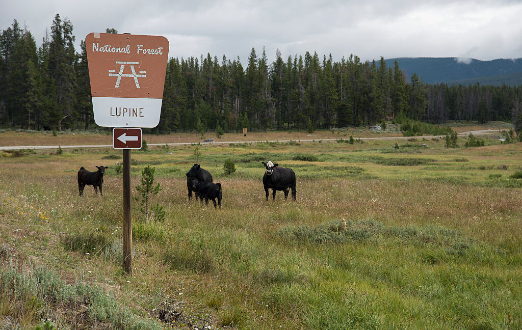 New Grazing Rules Spark Debate Over Public Land Management Changes