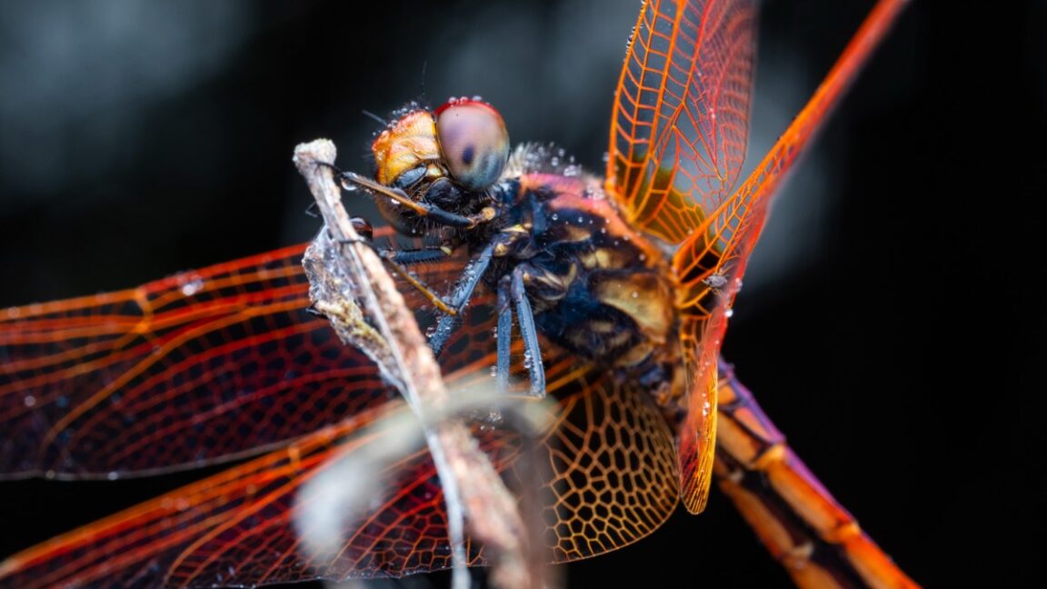 How Dragonflies Achieve Precision Flight Rivaling Advanced Fighter Jets
