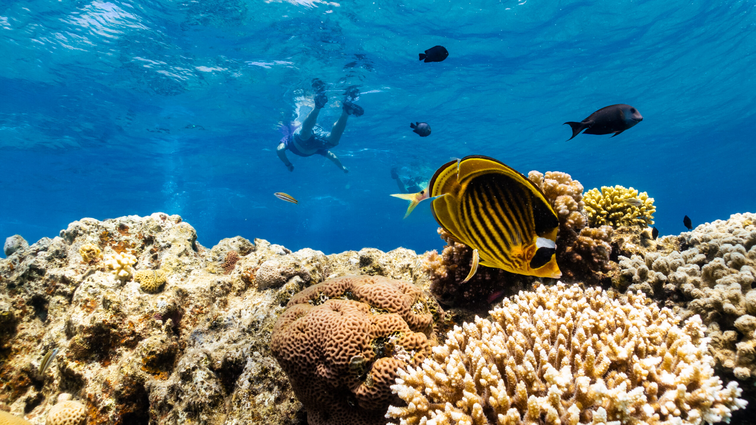 Searching for Resilient Reefs: The Battle Against Coral Bleaching